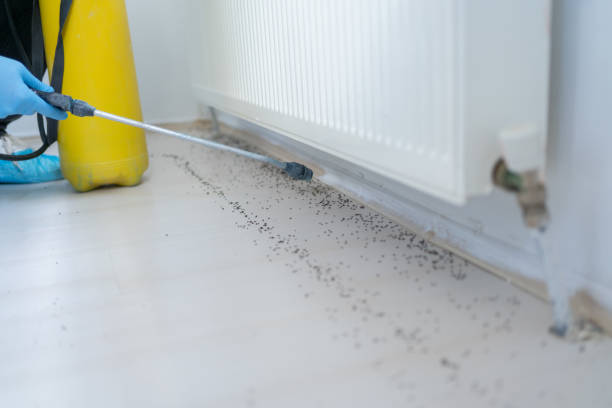 Best Pest Control for Homes  in Thomas, OK